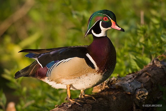 WDDK00327 - Woodduck