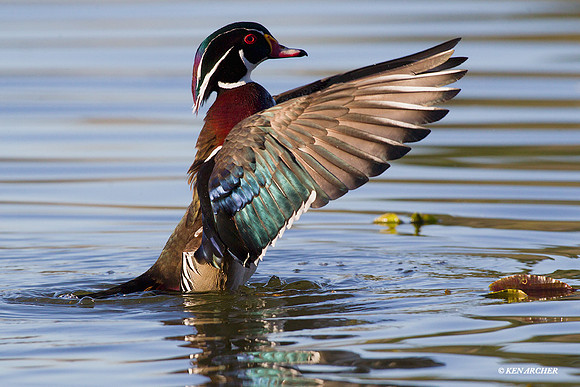 WDDK00553 - Wood Duck Drake
