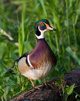 Wood Duck - WDDK00241