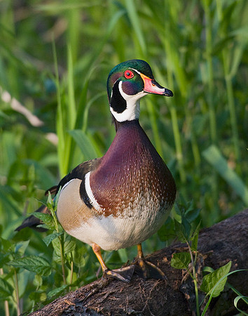 Wood Duck - WDDK00241