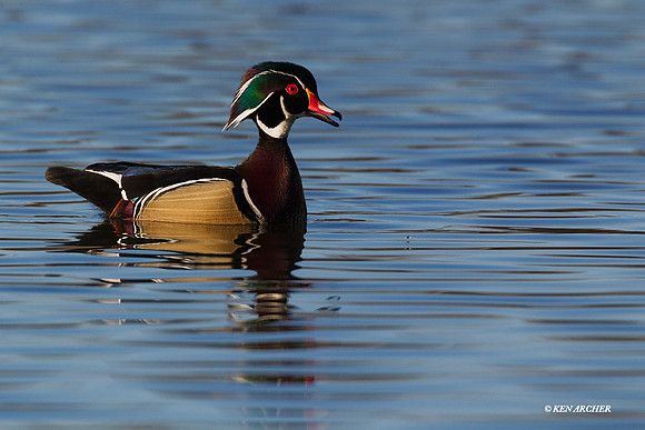 WDDK00603 Wood Duck DRake