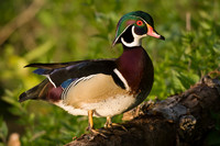 Wood Duck Drake - WDDK00327