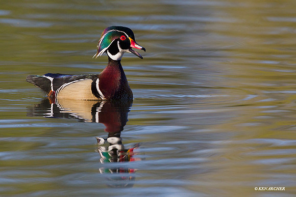 WDDK00642 Wood Duck
