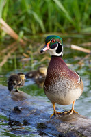Wood Duck Drake with Chicks - WDDK00018