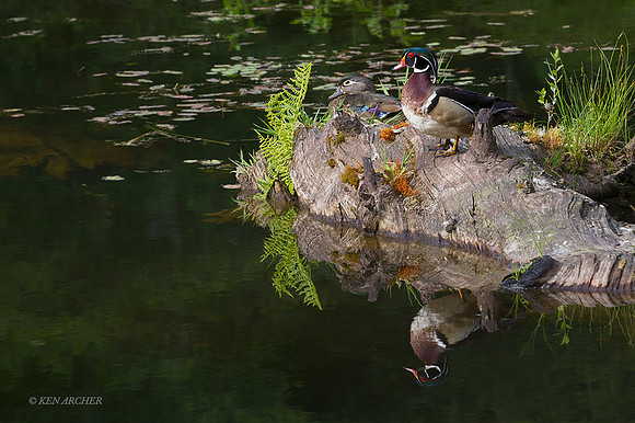 WDDK00864 - Wood Duck