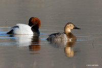 CVB00003 Canvasback Duck