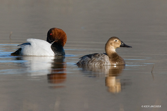 CVB00003 Canvasback Duck