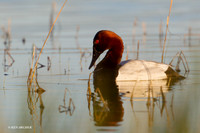Canvasback Duck Drake - CVD00166