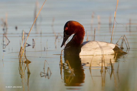Canvasback Duck Drake - CVD00166