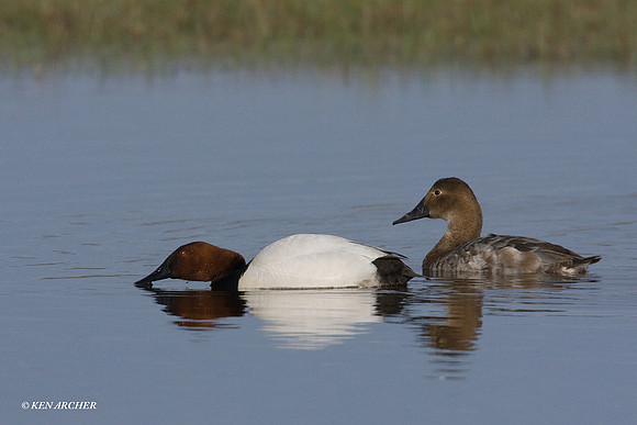 Canvasback Duck Pair - CVB00083