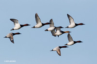 Canvasback Duck Flock - CVD00187