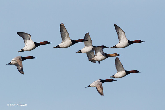 Canvasback Duck Flock - CVD00187