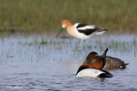 Canvasback Duck Courtship Display - CVB00099