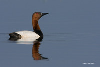 Canvasback Duck - CVB00067