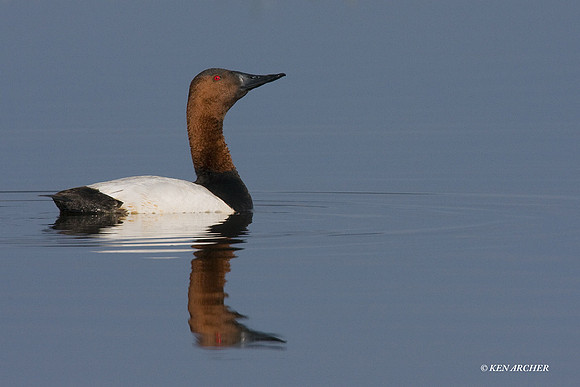 Canvasback Duck - CVB00067