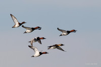 CVD00180 - Canvasback Duck