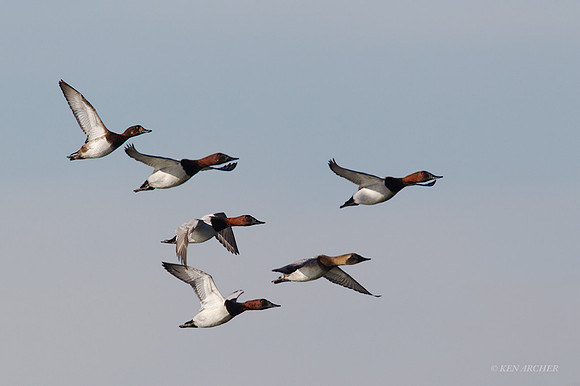 CVD00180 - Canvasback Duck