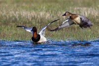 CVB00107 Canvasback Duck