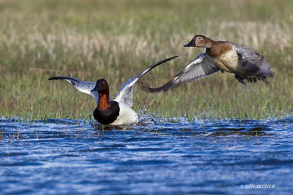 CVB00107 Canvasback Duck