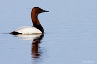 CVB00087 Canvasback Duck