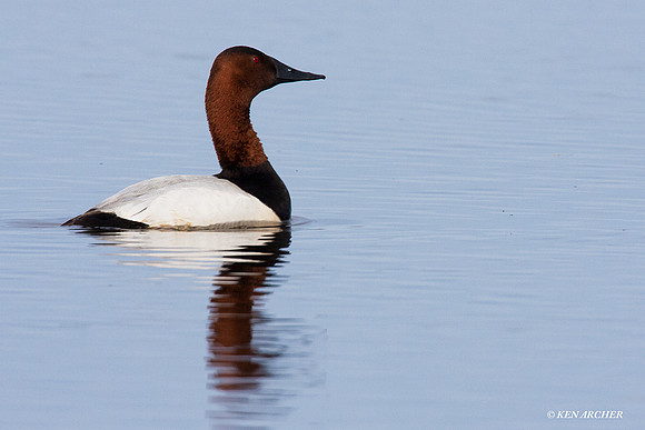 CVB00087 Canvasback Duck