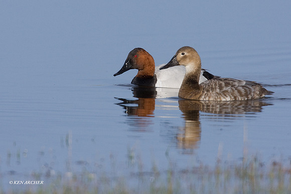 Canvasback Duck Pair - CVB00061