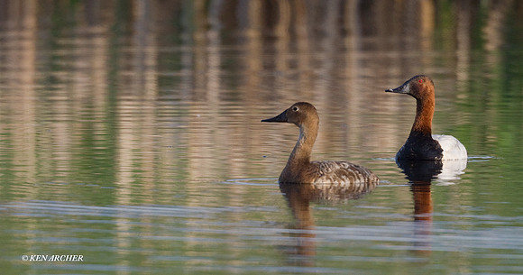 Canvasback Ducks - CVB00040