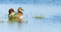 CVB00018 Canvasback Duck