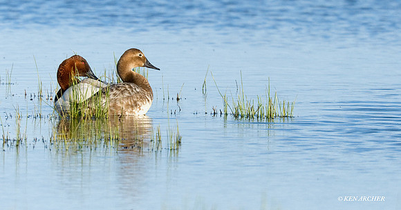 CVB00018 Canvasback Duck
