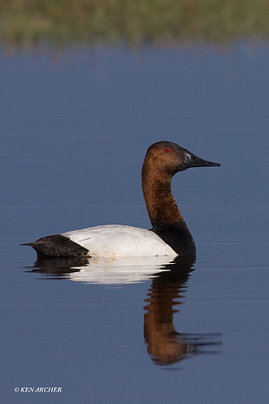 CVB00075 Canvasback Duck