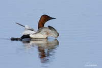 CVB00088 Canvasback Duck