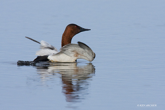 CVB00088 Canvasback Duck