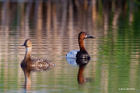 CVB00043 Canvasback Duck