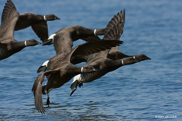 Black Brant - BKBT00441