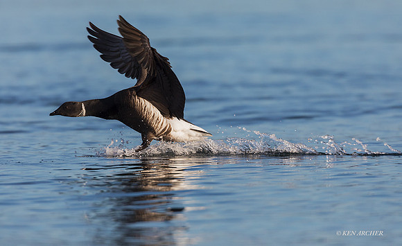 BKBT01183 - Black Brant