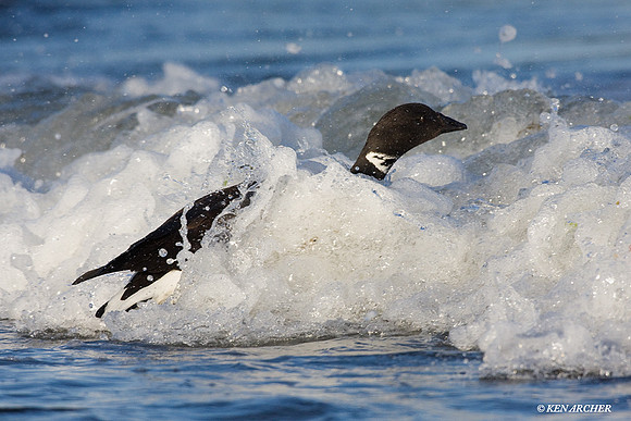 Black Brant - BKBT00889