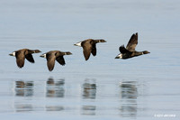 Black Brant in Flight - BKBT00477