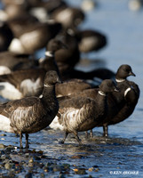 BKBT00790 Black Brant