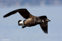 BKBT00517 Black Brant