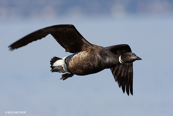 BKBT00517 Black Brant