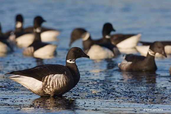 Black Brant - BKBT00874