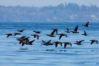 Black Brant Geese - BKBT00424