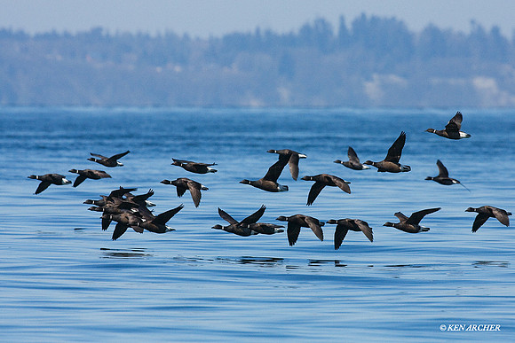 Black Brant Geese - BKBT00424