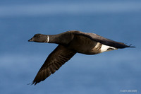 BKBT00547 Black Brant