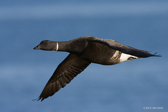 BKBT00547 Black Brant