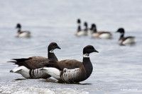 Black Brant Geese - BKBT00334