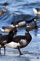 BKBT00081 Black Brant