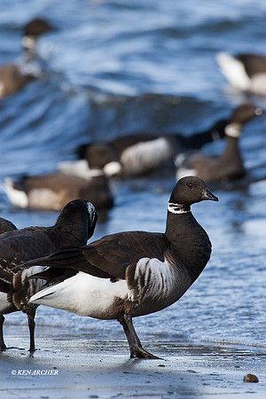 BKBT00081 Black Brant