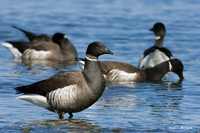 Black Brant Geese - BKBT00758