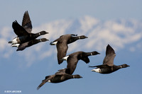 Black Brant Geese